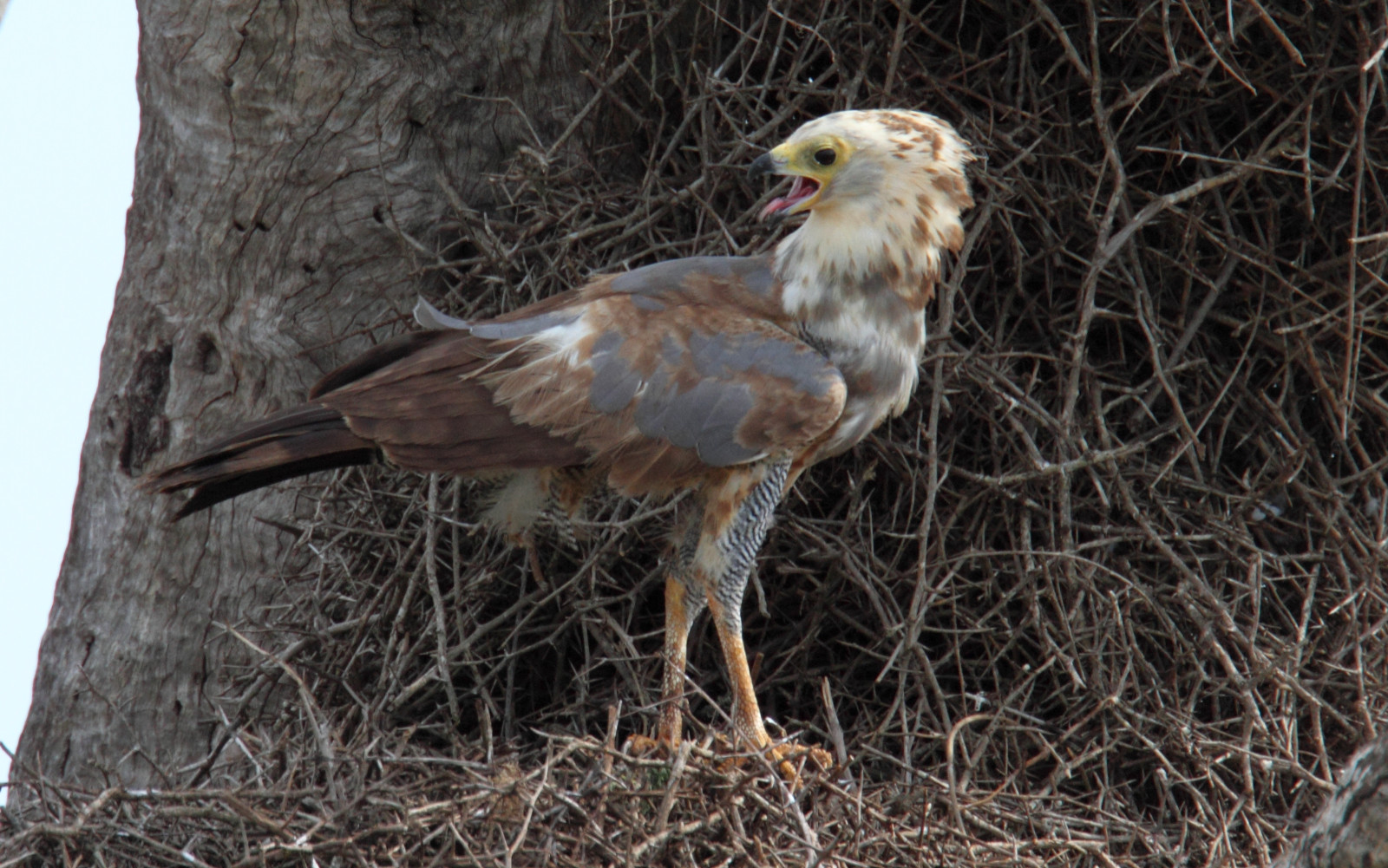 image African Harrier-Hawk